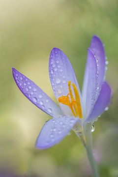 Crocus on a beautiful spring morning covered with raindrops by John van de Gazelle fotografie