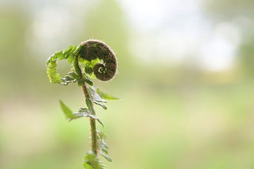 Jonge varen rolt zijn bladeren af in de lente, kopieer ruimte, geselecteerde focus