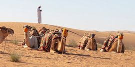 Kamelen klaar voor de rit van Ruth de Ruwe