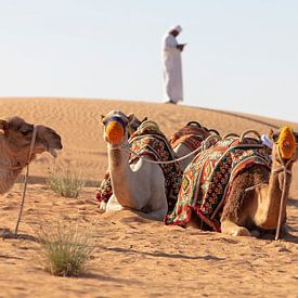Kamelen klaar voor de rit van Ruth de Ruwe