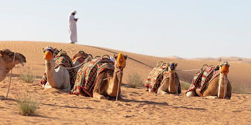 Des chameaux prêts pour le voyage