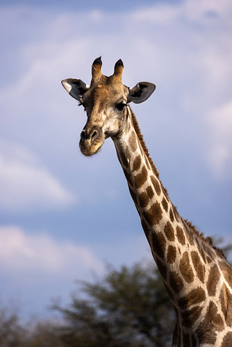 Giraffe