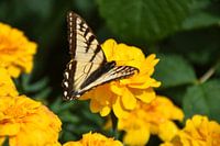 Een vlinder in de tuin