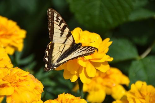 Een vlinder in de tuin