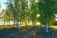 Birch grove on a lake in Sweden
