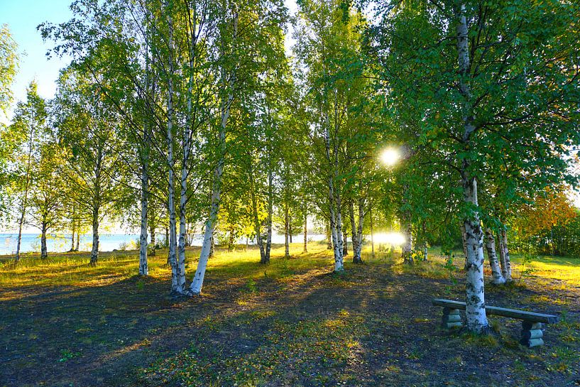 Birch grove on a lake in Sweden by Thomas Zacharias
