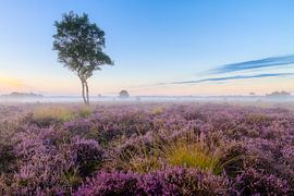 Lone birch on the Strabrecht heathland by Joep de Groot
