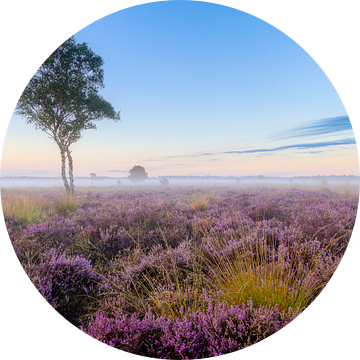 Eenzame berk op de Strabrechtse heide van Joep de Groot