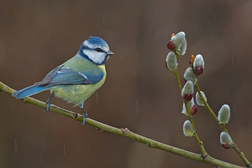 Mésange bleue par Peter Deschepper
