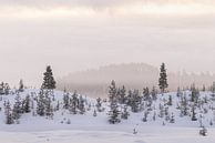 Mooi zacht licht in een perfect winters landschap van Monique van Genderen (in2pictures.nl fotografie) thumbnail