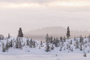 Schönes weiches Licht in einer perfekten Winterlandschaft