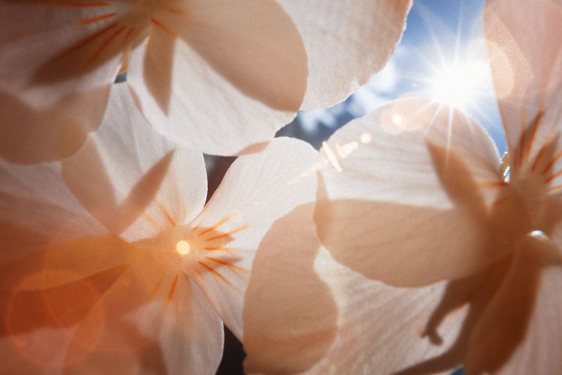 Bloemen macro infrarood lensflare van Lars Beekman