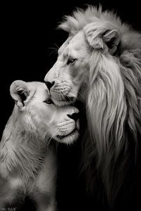 Liebe von Löwe und Löwin in Schwarz und Weiß von Dunto Venaar