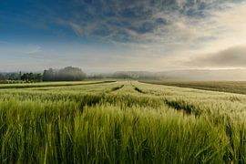 Getreidefeld im Morgenlicht von Conny Pokorny