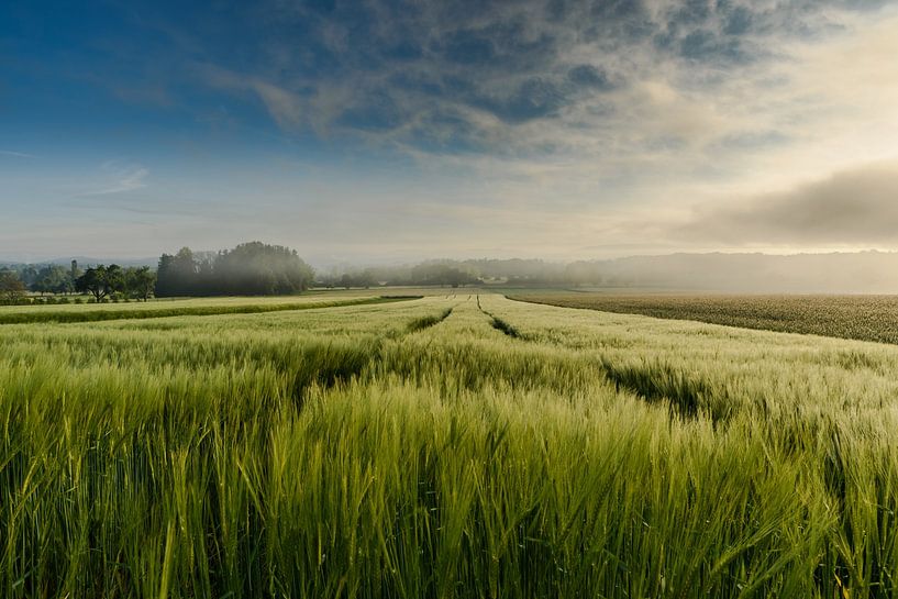 Champ de céréales dans la lumière du matin par Conny Pokorny
