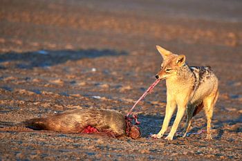 Jackal eats seal