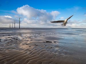 La mer des Wadden à la mer du Nord avec la mouette sur Animaflora PicsStock