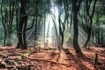 Dutch forest van Niels Barto