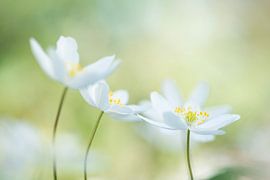 Fröhliche Frühlingsboten (schöne Gruppe leuchtend weißer Buschwindröschen vor einem zartgrünen Hintergrund) von Birgitte Bergman