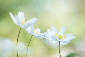 Bodes printaniers joyeux (joli groupe d'anémones des bois d'un blanc éclatant sur un fond vert tendre)