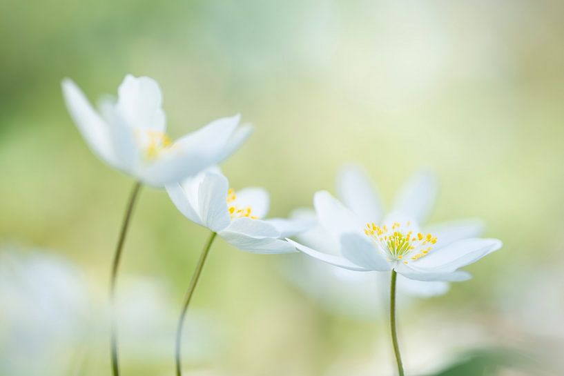 Cheerful spring bodes (lovely group of bright white wood anemones against a soft green background) by Birgitte Bergman