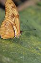 Tropische vlinder  van Anita Moek thumbnail