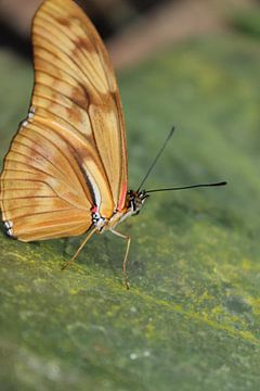 Tropische vlinder  van Anita Moek
