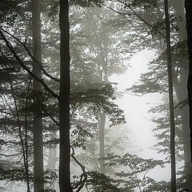 Bos in de mist van Annika Selma Photography