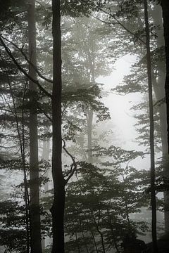 Bos in de mist van Annika Selma Photography