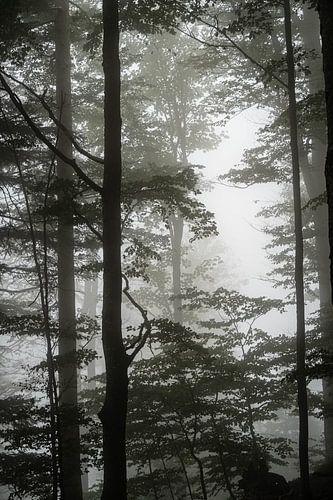 Forest in the fog