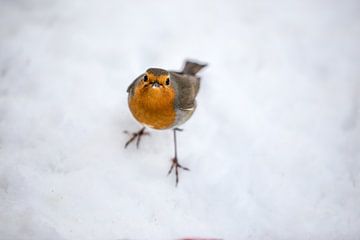 Robin bird in the snow by Mark Zanderink