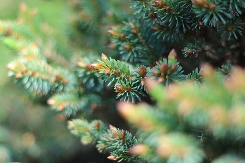 The Pixel Corner - Pine cones