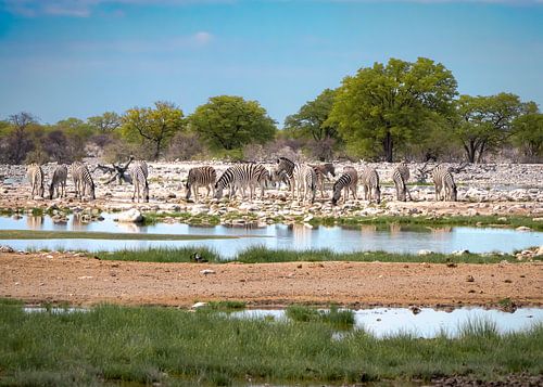 Zebras at the Etosha waterholes by Willemijn Wolthaus