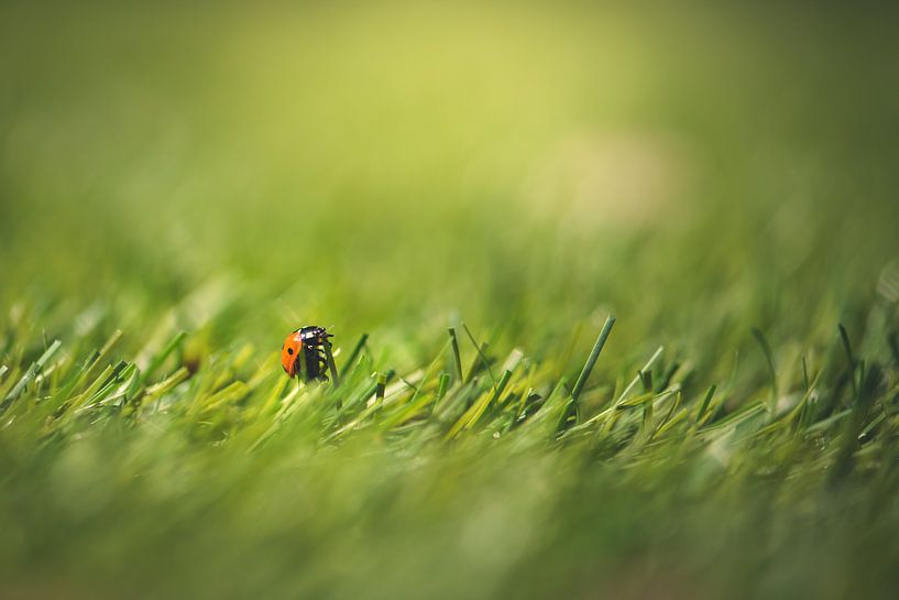 Lieveheersbeestje in het gras van Inge Smulders