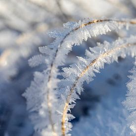 le monde merveilleux de la neige et de la glace sur Karin Hendriks Fotografie