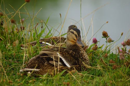 Wilde eend in de wei