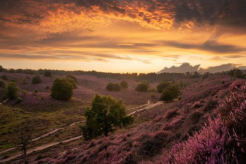 Prachtige zonsondergang bij de Posbank, Nederland, bloeiende heide, bloeiende hei