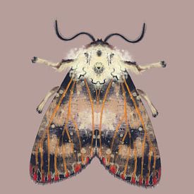 Moth with red dots on colored background by Angela Peters