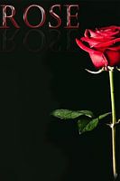 Rose - in color