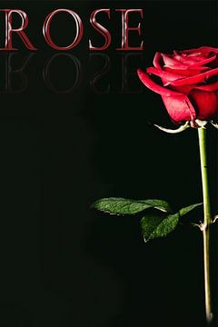 Rose - in Farbe von Myrthe van Wijk