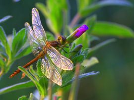Libelle in de ochtendzon von Ab Donker