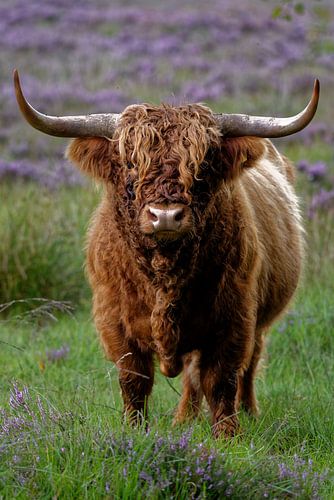 Scottish Highlander bull