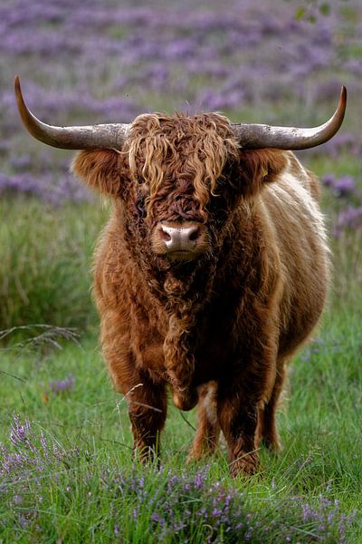 Scottish Highlander bull by Dick Bins