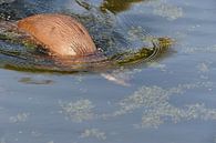 Otter diving in clear water by Wim Stolwerk thumbnail