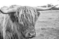 Schottische Highlander schwarz-weiß.