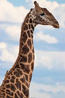 A giraffe's neck with a bird in the blue sky.