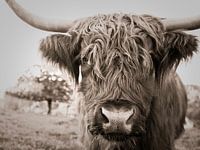 highland cow