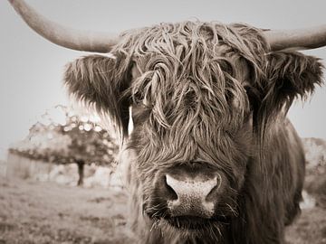 highland cow by Jo Beerens