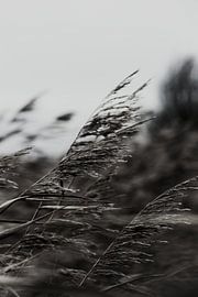 Panaches de roseaux dans le vent (noir et blanc) sur Tom Goldschmeding