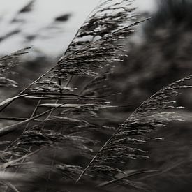 Rietpluimen in de wind (zwart-wit) van Tom Goldschmeding